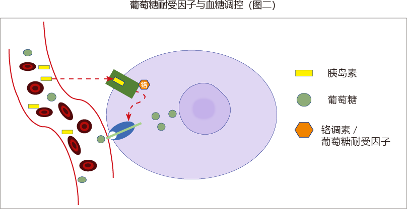 葡萄糖耐受因子与血糖调控（图二）