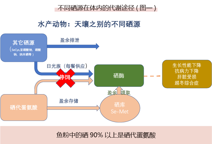 不同硒源在体内的代谢途径(图一)
